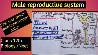 Male Reproductive System l diagram l sexual reproduction in human l Class 12th l Neet l [upl. by Ettezyl768]