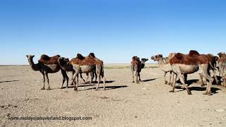 Bactrian camels in Mongolia 11 Jun 2018 [upl. by Padraig]