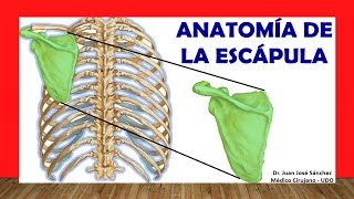 🥇 Anatomía de la ESCÁPULA Omóplato ¡Fácil Rápida y Sencilla [upl. by Suoiradal]