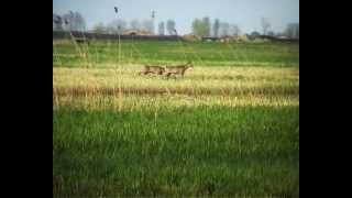 Caccia al capriolo in Ungheria  la riserva numero uno  Görbeháza [upl. by Anuait517]