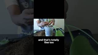 Repotting Your Monstera Tips and Tricks [upl. by Akimahs]