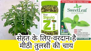 Stevia ke fayede  Sweet Leaf  Meethi Tulsi  Sweet Basil  Green Tea [upl. by Llibyc585]