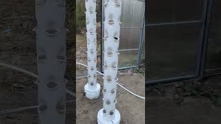 Aeroponic Tower SUCCESS [upl. by Emmery]