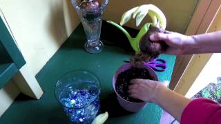 Easy Ways To Plant Amaryllis Indoors [upl. by Yentroc243]