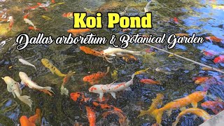 Koi Pond at Dallas Arboretum and Botanical Garden 2024  Texas [upl. by Ynabla]