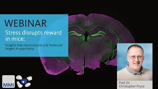 Webinar Stress disrupts reward in mice [upl. by Aerdnna]