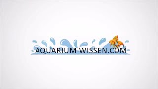 07 Wie den pH Wert im Aquarium dauerhaft senken [upl. by Ynabe]