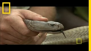 Worlds Largest Spitting Cobra  National Geographic [upl. by Anairb]