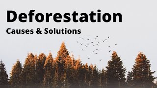 Deforestation Causes and Solutions [upl. by Ateiluj]