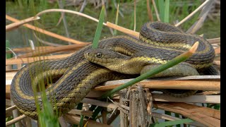 Thamnophis Gigas Photography  2011  2018 [upl. by Aihcrop]