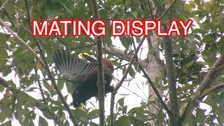 Crested Oropendola NARRATED [upl. by Onibag169]