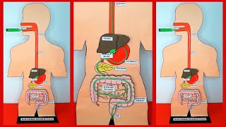 COMO HACER UNA MAQUETA DEL SISTEMA DIGESTIVO FUNCIONAL [upl. by Ynnaffit90]