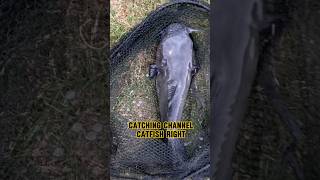 HOW TO Catch BIG Catfish From The BANK shorts fishing catfish [upl. by Ahseram]