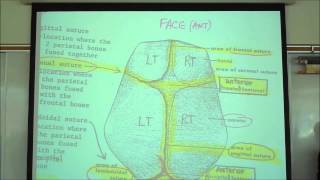 THE SKELETAL SYSTEM INTRO TO OSTEOLOGY by professor fink [upl. by Aleina995]