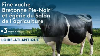 Salon de l’agriculture La vache Fine bretonne pie noir de Plessé en Loire Atlantique est de retour [upl. by Ettenim]