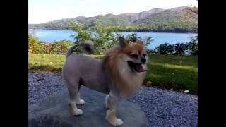 How to Pomeranian Lion Cut [upl. by Enirehtac]