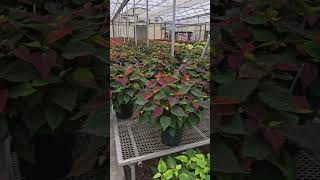 Poinsettia Production poinsettia plantnurseryvisit plantnursery [upl. by Hourigan]