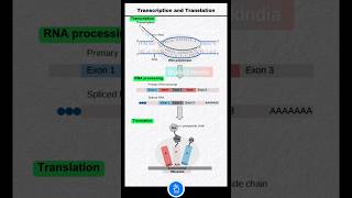 Transcription RNA Processing and translation mRNA and Protein Synthesis Ribosome mRNA and tRNA [upl. by Hen]