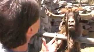 Man argues with spitting goat funny English Subtitles [upl. by Iveksarap452]