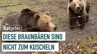 Braunbären im Wildpark besuchen  Die Ratgeber [upl. by Oicaroh]