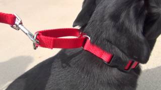 What is a martingale dog collar [upl. by Eelrahs]