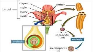 angiosperm life cycle [upl. by Akela]