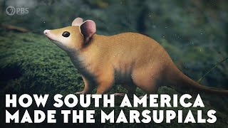 How South America Made the Marsupials [upl. by Macnair444]