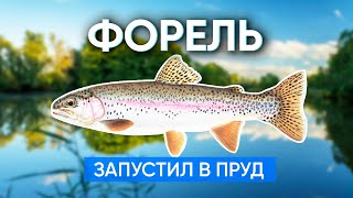 Запустил крупную форель в пруд у своего дома Запускаю форель в пруд [upl. by Nnalyrehc]