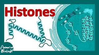 Histones  histones and nucleosomes  histone modification  structure of histones [upl. by Lada]