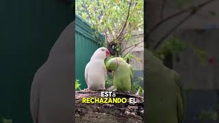 La hermosa historia de los LORITOS 🦜❤️ destacar viralshort amor datoscuriosos curiosidades [upl. by Salangi798]