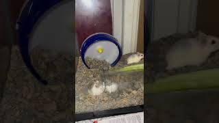 Hamsters playing late at night home love home JMJCJJJA The MCJs [upl. by Cagle591]