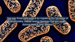 How mesenchymal stem cells restore mitochondrial function to treat liver disease [upl. by Eikcim279]