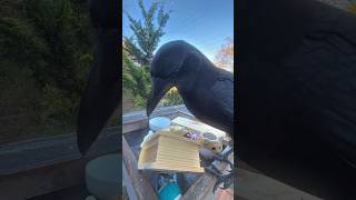 more crow scavenger hunt chaos crow birds challenge [upl. by Gavini27]