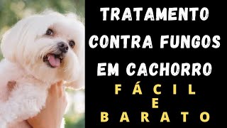 COMO TRATAR FUNGOS EM CACHORRO FÁCIL E BARATO [upl. by Feld]