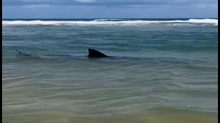 Tubarão flagrado na Praia de Boa Viagem em RecifePE [upl. by Enyar603]