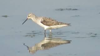 Common Greenshank Tringa nebularia  Budai Salt Pans Taiwan [upl. by Anel560]