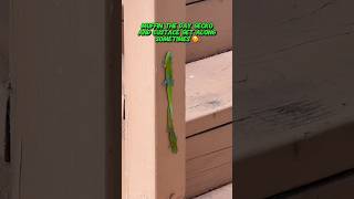 Day geckos touch tails gecko reptiles lizard cuteanimals funnyanimals funnyshort [upl. by Teresita]