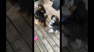 Training With Cavalier King Charles Spaniels❤️ Please Subscribe To Our YouTube Channel [upl. by Llenral]