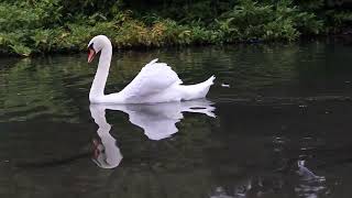 Mute Swan with Wings Up Friend or Foe [upl. by Michaelina186]