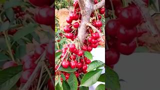 New technique for growing cherry tree cherry cherrygrafting farming viral shorts [upl. by Sabsay59]