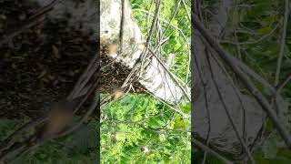 Apis Dorsata Sarang Muda panenmadulebahapisdorsata shortvideo honeybee shorts [upl. by Duggan]