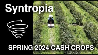 Cash Crop Strategies For Syntropic Farming [upl. by Aliek]