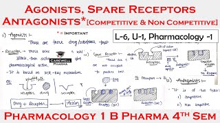 Agonists  Antagonist  Spare Receptors  L6 U1  pharmacology 4th semester [upl. by Reinaldos219]