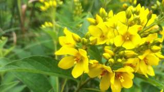 Garden Loosestrife Lysimachia Vulgaris  20120714 [upl. by Cos]