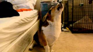 A perfect corgi howl [upl. by Haldane]