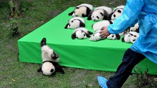 AWW SO CUTE BABY PANDAS Playing With Zookeeper  Funny baby pandas  Baby panda falling [upl. by Aniras]