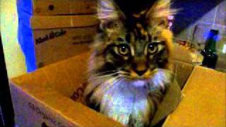 Weird noises my Maine Coon cats make part one  Quinn [upl. by Benildas635]