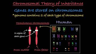 Chromosomal Theory of Inheritance Explained [upl. by Ovatsug574]