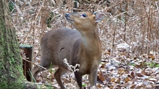 Muntjac Deer Bark amp Forage [upl. by Palermo813]