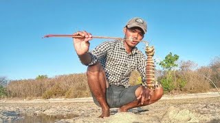 Hunting Mantis Shrimp with Bamboo Trap Catch and Cook [upl. by Publias]